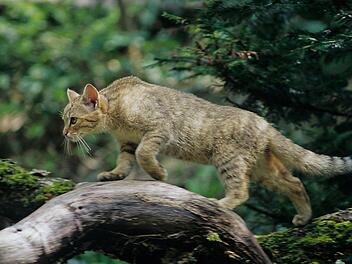 Eine schleichende Wildkatze auf einem toten Ast. Foto: Thomas Stephan/Bund Naturschutz