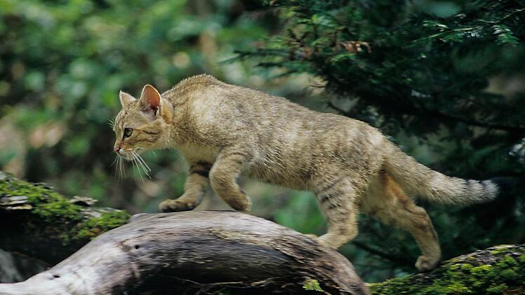 Eine schleichende Wildkatze auf einem toten Ast. Foto: Thomas Stephan/Bund Naturschutz
