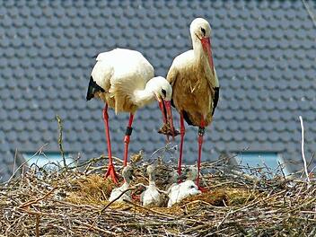 Partner gewechselt, Nachwuchs gezeugt: Das neuformierte Storchenpaar in Rossach zieht erfolgreich vier Jungstörche auf. Foto: Hans-Peter Schönecker