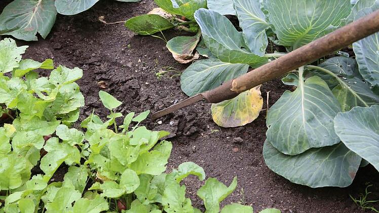 Mit der langstieligen Haggfeede konnten Gärtner vom Weg den Boden um Pflanzen lockern. Von beiden Seiten des Beets durchgeführt nennt man das das Bamberger Hackverfahren.