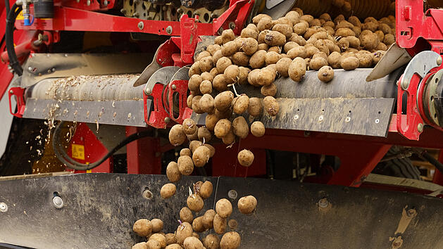 Bauern m&uuml;ssen Kartoffeln entsorgen lassen - so bekommst du sie gratis