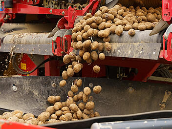 Bauern m&uuml;ssen Kartoffeln entsorgen lassen - so bekommst du sie gratis