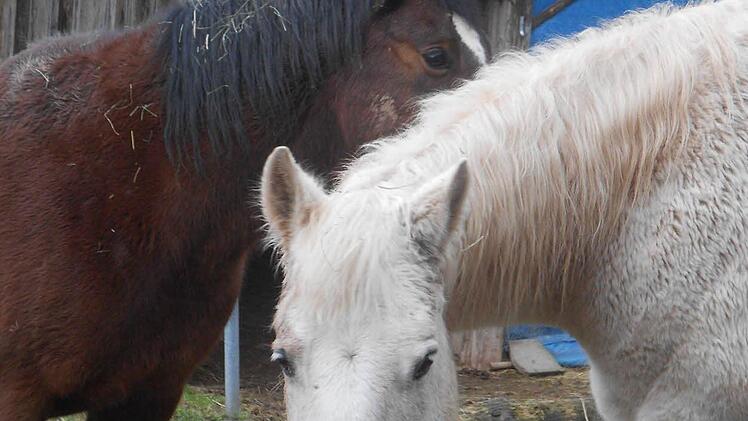 Die beiden Wallache Sunny (links) und Chino  Foto: privat