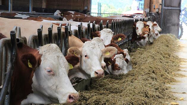 80 Milchk&uuml;he und 40 Jungrinder stehen im Stall von Familie Zenk bei Stublang.