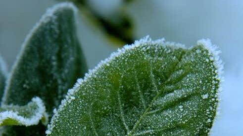 Zur Zeit droht den Pflanzen die sogenannte Frosttrocknis. Sie sollten deshalb zum Frostschutz immer abgedeckt werden. Foto: BilderBox/Erwin Wodicka