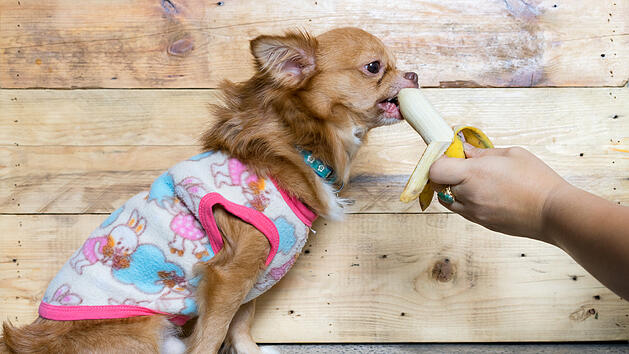 Hund, Banane, Leckerli