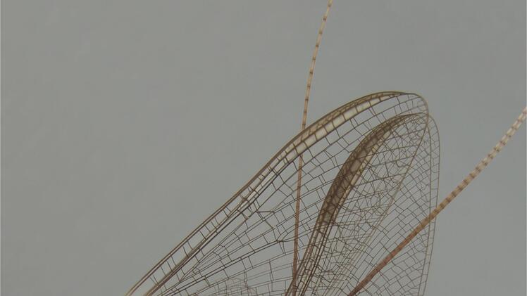 Sexleben von Eintagsfliegen