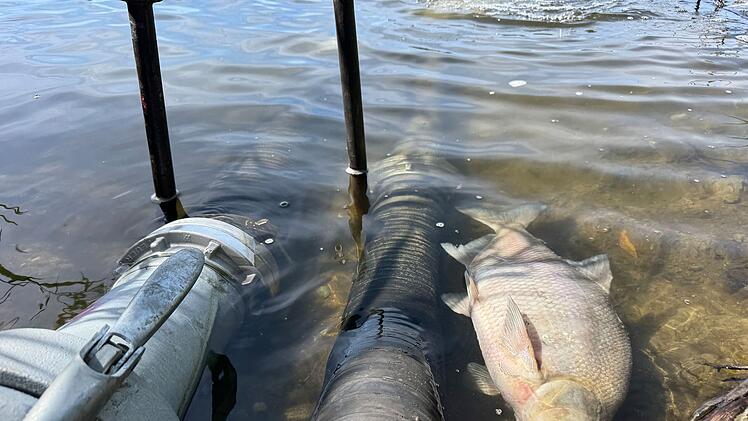Fischsterben am Kulmbacher Naherholungsgebiet Mainaue