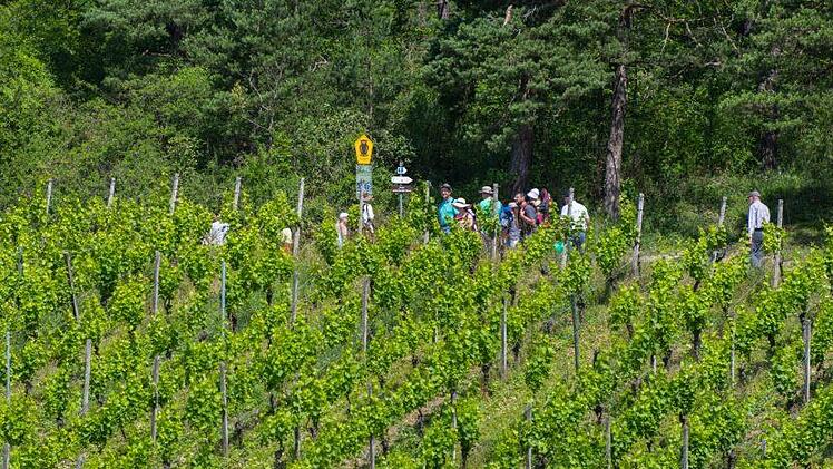 Alle Artenvielfalt auf kleinstem Raum: Kulturlandschaft Weinberg und die Kernzone des Biosphärenreservates mit Wald, erkennbar an dem gelben Zeichen mit der Eule.Elisabeth Assmann