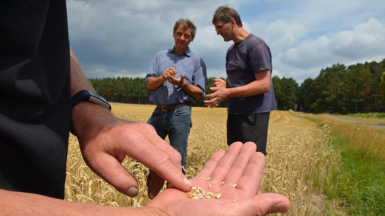 Die Körner fallen dieses Jahr kleiner aus, erläutert Rudolf Groß. Im Hintergrund machen sich die Landwirte Wilfried Funke und Robert Ort ein Bild.  Foto: Bernhard Panzer