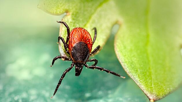 "Keine Winterpause mehr": Forscher mit alarmierender Zecken-Prognose