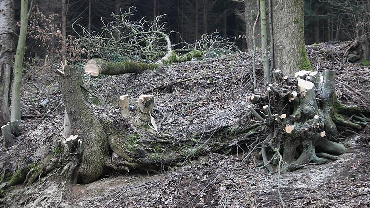 Die Bäume wurden "auf den Stock gesetzt".  Foto: Friedwald Schedel