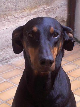 Foto: Doro Soko