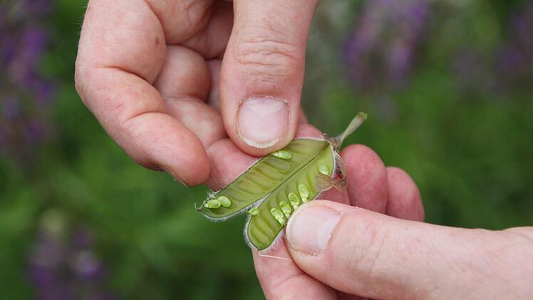 Die Pflanze muss gemäht werden, solange die Schoten grün sind. Foto: Ulrike Müller