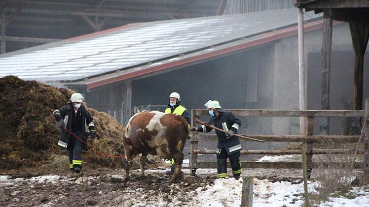 Feuerwehrleute brachten die Kühe in Sicherheit.  Foto: Andreas Dorsch