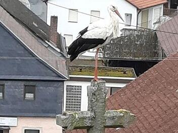 Dieser Storch genoss am Montag schon mal die Aussicht vom Rugendorfer Kirchendach, auf dem vor knapp drei Wochen eine Nisthilfe installiert worden war. Foto: Emma Zeitler