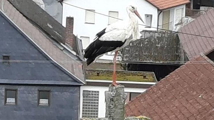 Dieser Storch genoss am Montag schon mal die Aussicht vom Rugendorfer Kirchendach, auf dem vor knapp drei Wochen eine Nisthilfe installiert worden war. Foto: Emma Zeitler