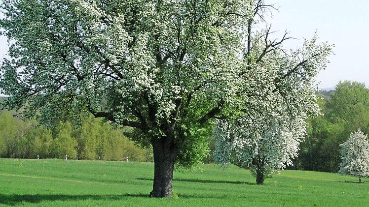 Viele hundert Obstbäume, vor allem Birnbäume, die teils fast vergessene Sorten tragen, prägen die Fatschenbrunner Flur. Sie werden auf dem Kulturweg, der in Fatschenbrunn entstehen soll, sicher eine Rolle spielen.