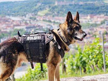Würzburg: Polizei Unterfranken verabschiedet sich von Hund Harras - "Familienmitglied"