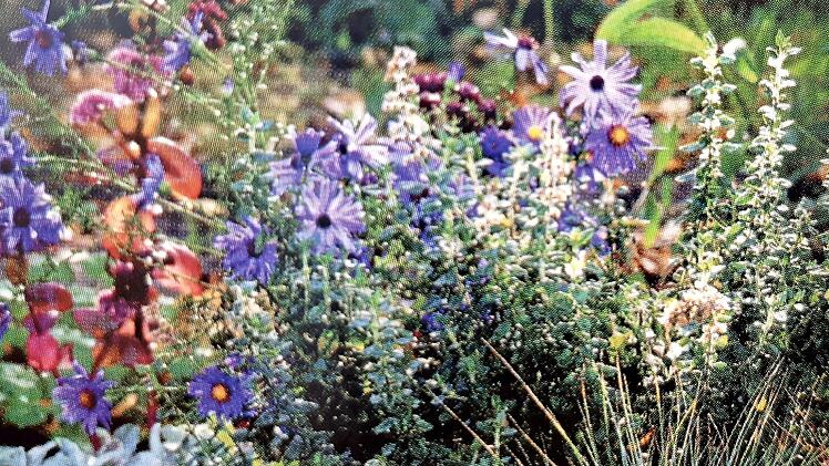 Friedh&ouml;fe k&ouml;nnen vielen Insekten wertvolle Lebensr&auml;ume und Nahrung bieten.