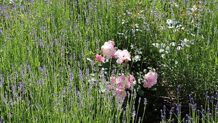 Impressionen aus Carmen Kunerts Gartenatelier in Thurnau. Foto: Barbara Herbst
