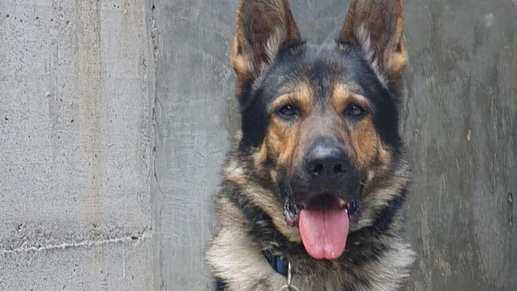 Schäferhund in Wald ausgesetzt