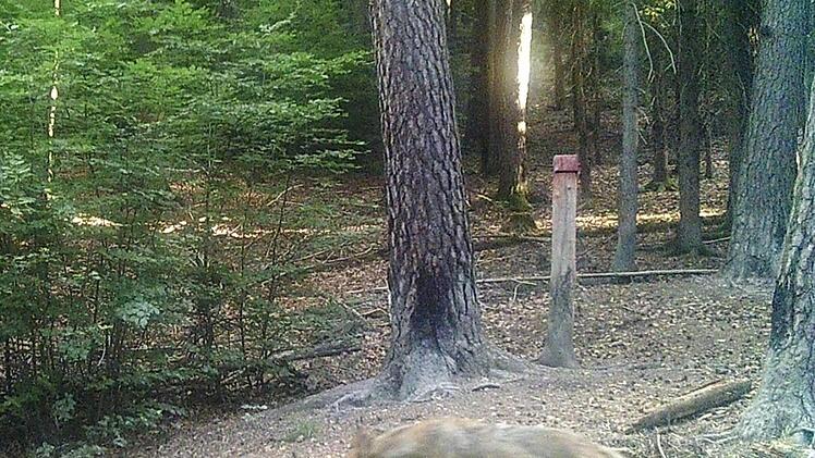 Ein Wolf streift durch einen Wald im Landkreis Rhön-Grabfeld. Foto: Bayerisches Landesamt für Umwelt/privat