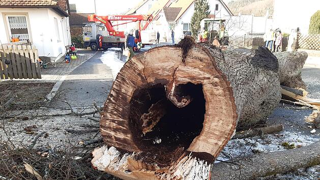 Dem Neubau des D&ouml;rfleser Kindergartens musste leider auch die alte Linde weichen. Der Baum war jedoch ohnehin bereits stark gesch&auml;digt.