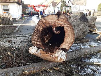 Dem Neubau des Dörfleser Kindergartens musste leider auch die alte Linde weichen. Der Baum war jedoch ohnehin bereits stark geschädigt.