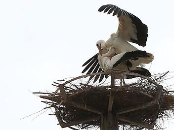 Vor wenigen Tagen sind wieder Störche auf dem Mönchsturm gelandet. Foto: Christian Fenn