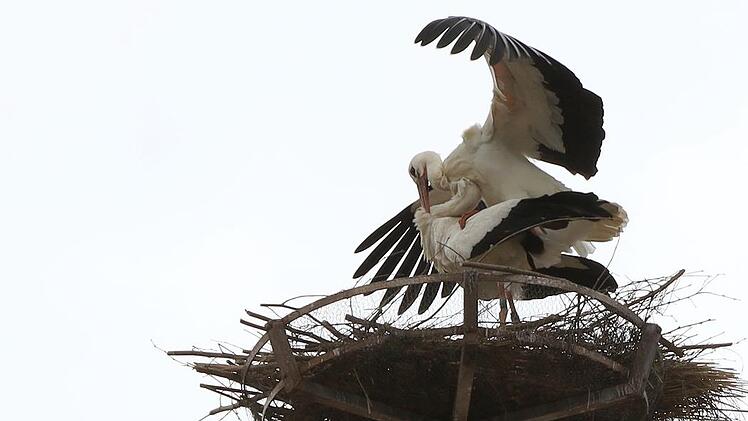 Vor wenigen Tagen sind wieder Störche auf dem Mönchsturm gelandet. Foto: Christian Fenn