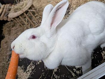 Tierheim Bamberg mit Aufruf f&uuml;r Kaninchen Franka - aus Labor gerettet
