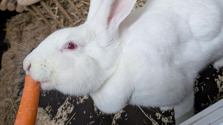 Tierheim Bamberg mit Aufruf f&uuml;r Kaninchen Franka - aus Labor gerettet