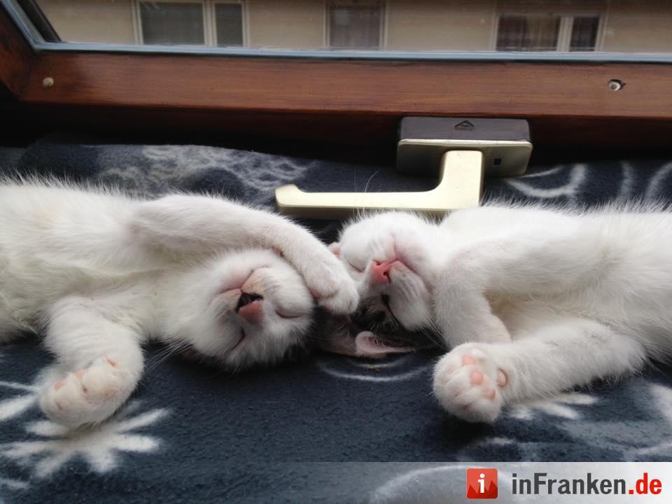 Foto: Matthias Eckel