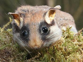 Für den Gartenschläfer sind am Wochenende im Steinachtal 18 Holzbetonkästen aufgehängt worden. Der Forstbetrieb Nordhalben hofft, dass sich die Tiere dort ansiedeln. Fotos: Sonja Adam