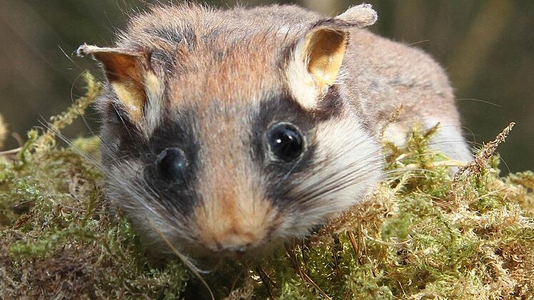 Für den Gartenschläfer sind am Wochenende im Steinachtal 18 Holzbetonkästen aufgehängt worden. Der Forstbetrieb Nordhalben hofft, dass sich die Tiere dort ansiedeln. Fotos: Sonja Adam