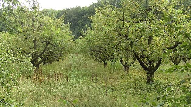 Ein Teil der Versuchsanlage mit Apfel- und Kirschb&auml;umen Foto: Petra Malbrich