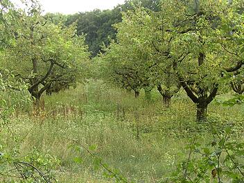 Ein Teil der Versuchsanlage mit Apfel- und Kirschbäumen Foto: Petra Malbrich