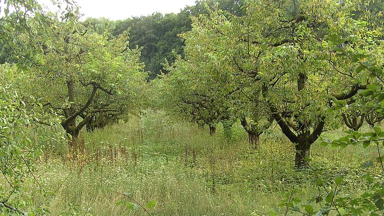 Ein Teil der Versuchsanlage mit Apfel- und Kirschbäumen Foto: Petra Malbrich