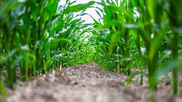 Bei starken Regenf&auml;llen kommt es unter anderem immer auch auf die Bepflanzung an: Wo Platz zwischen den Reihen ist (wie beim Mais), kann der Regen schnell abflie&szlig;en und nimmt noch Boden mit. Unterm Strich dringt nicht so viel Wasser in den Boden ein. Bei dicht bewachsenen Best&auml;nden halten die Pflanzen das Wasser eher auf der Fl&auml;che fest. Unser Fotograf Ren&eacute; Ruprecht nahm dieses Bild von einem Maisfeld im Maintal auf.