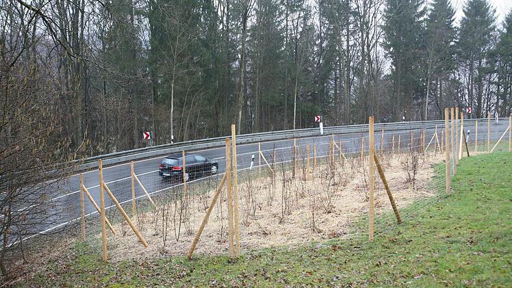 In der unfallträchtigen Wilhelmskurve sind jetzt Bäume gepflanzt worden. Verkehrsteilnehmer sollen dadurch langsamer fahren.