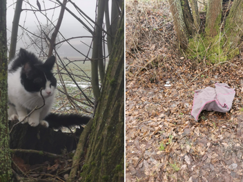 Tierheim Pfaffengrün: Spaziergängerin macht herzzerreißenden Katzenfund