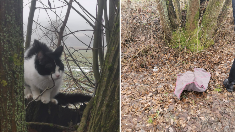 Tierheim Pfaffengrün: Spaziergängerin macht herzzerreißenden Katzenfund