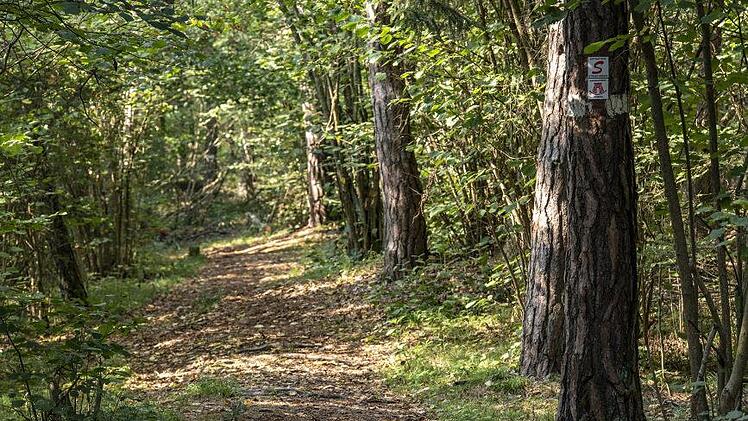 Schattige Waldwege führen zum Aussichtspunkt "Michelsbergblick". Foto: Jürgen Hüfner