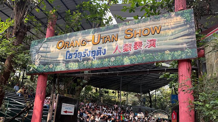 Orang-Utans als Touristenattraktion in Thailand