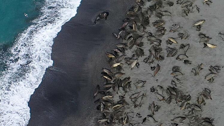 Seeelefanten sterben in Süd-Georgien durch die Vogelgrippe