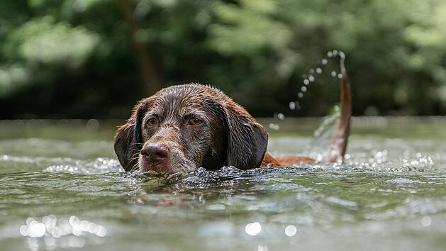 Auch Hunde lieben das Wasser. Wir zeigen dir Badeseen, an denen Hunde willkommen sind.
