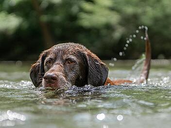 Auch Hunde lieben das Wasser. Wir zeigen dir Badeseen, an denen Hunde willkommen sind.