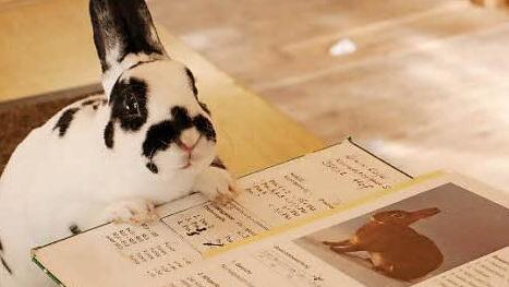 Auch die Rasse "Zwerg-Rexe" ist bei den Pressecker Kleintierzüchtern beheimatet. Foto: Klaus-Peter Wulf