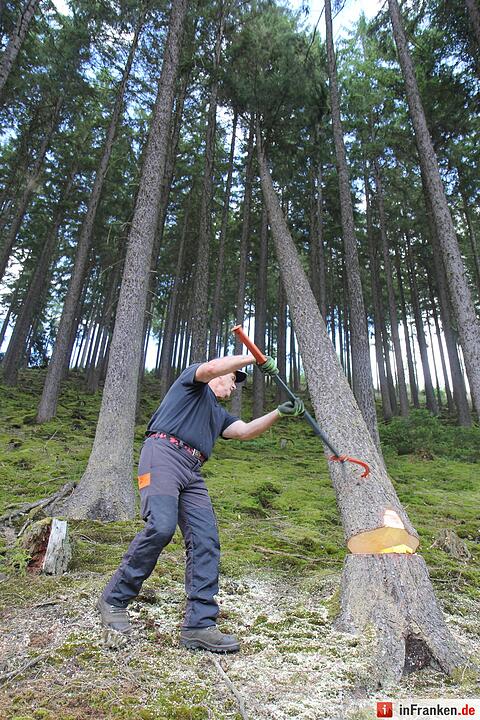 Voloprojekt: Baum fällt